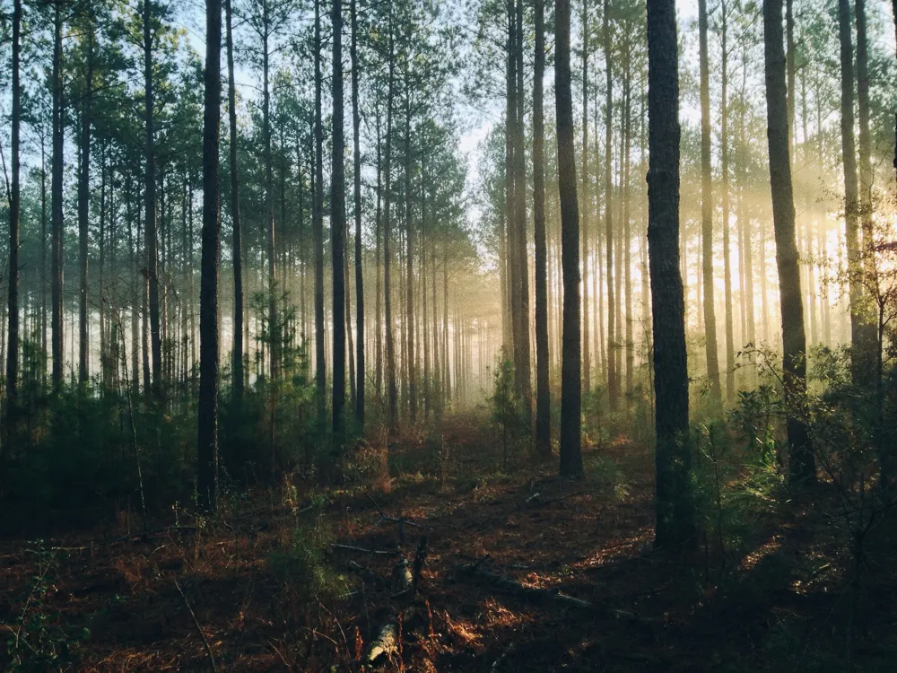 Thung Teao Forest Natural Park