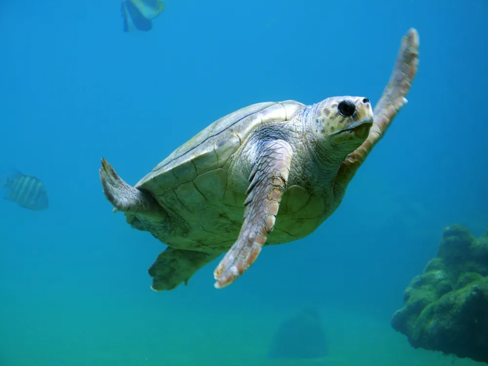 Mekong Turtle Conservation Centre