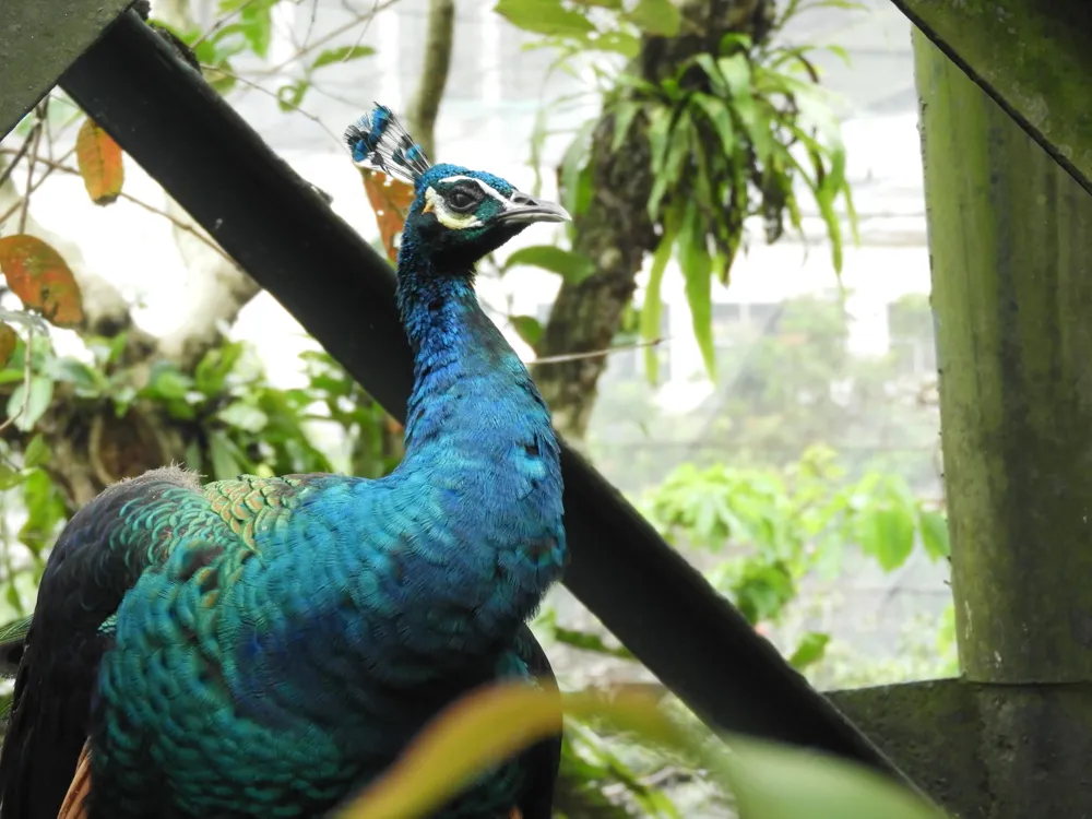 Kuala Lumpur Bird Park