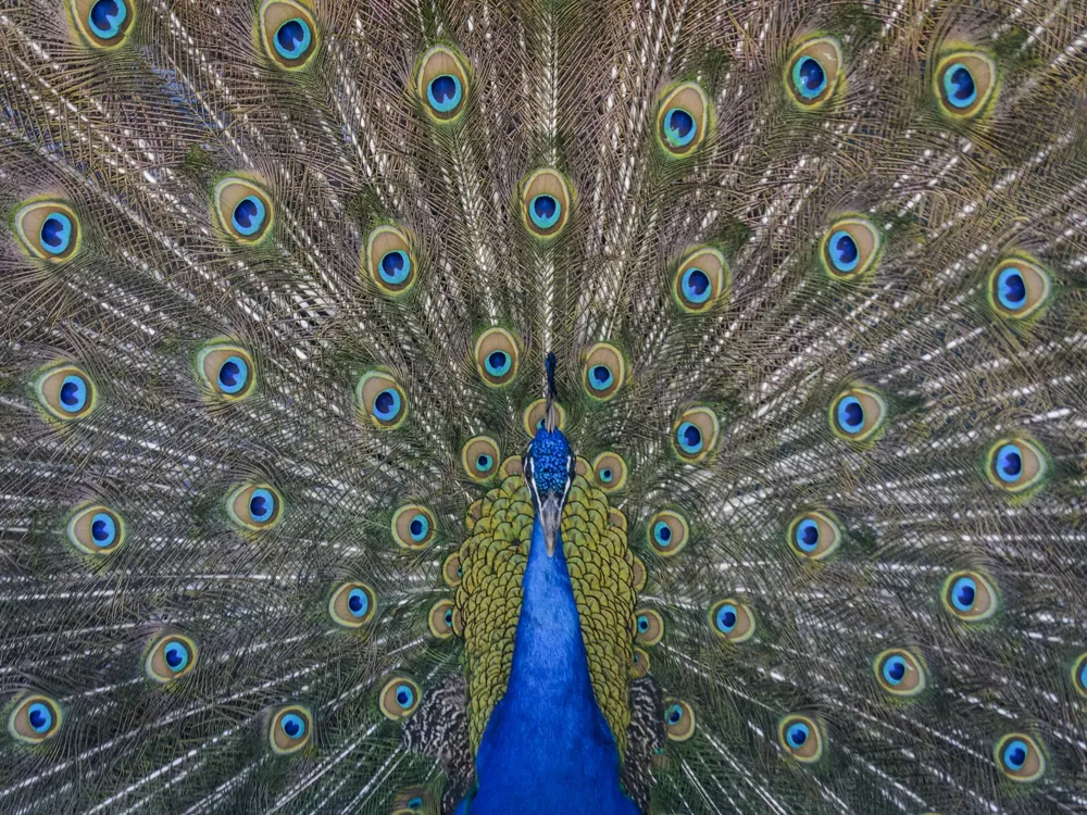 Peacock temple