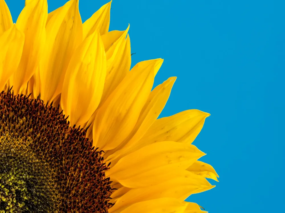 Sunflower fields