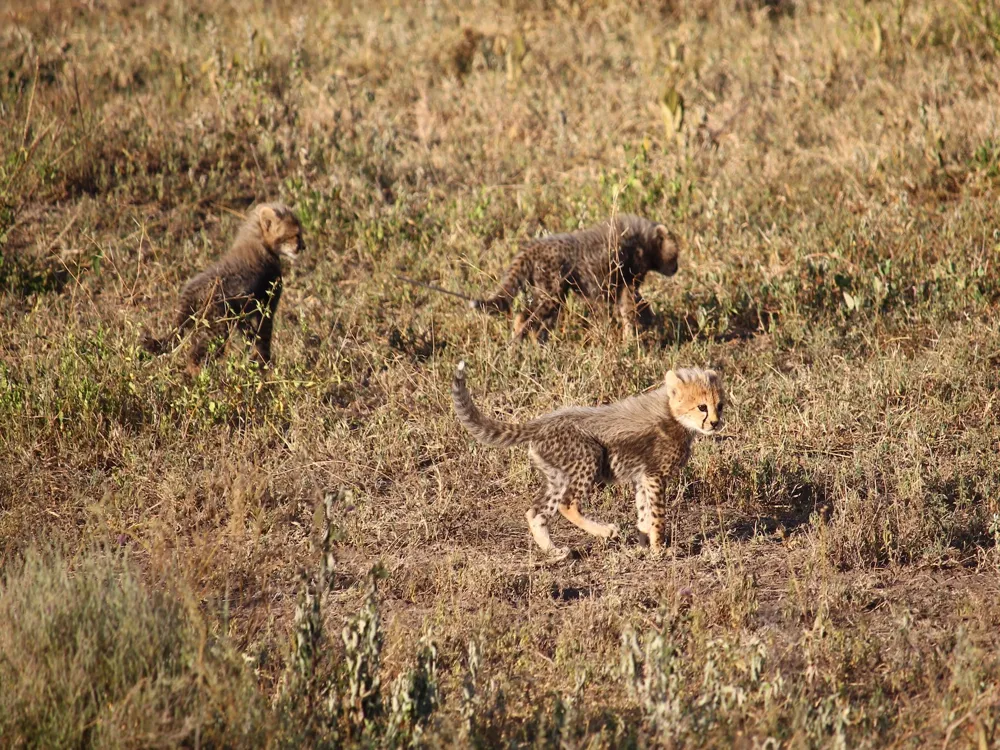 Game Drives