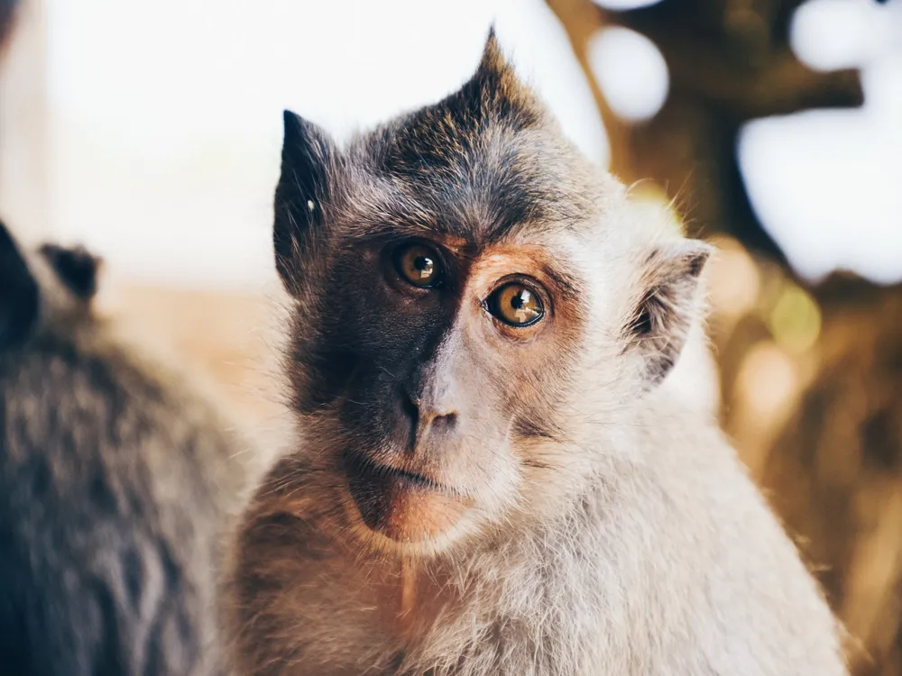 Monkey Point Matheran