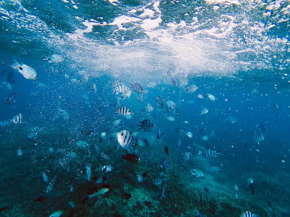 Blue Bay Marine Park