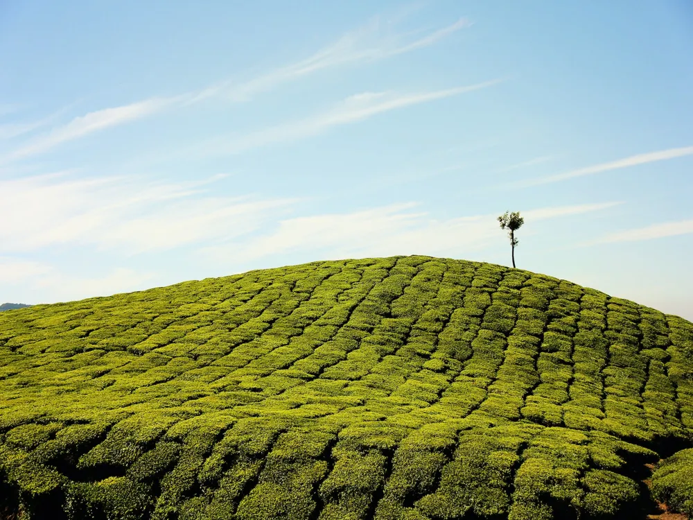 Anamudi Peak