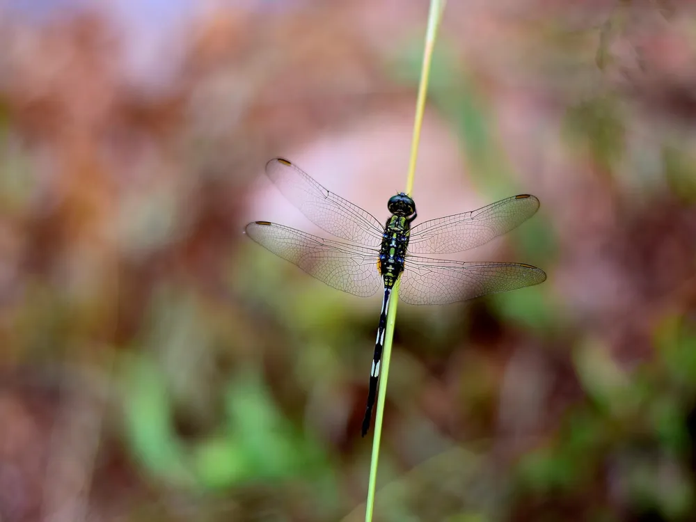 Chinnar Wildlife Sanctuary