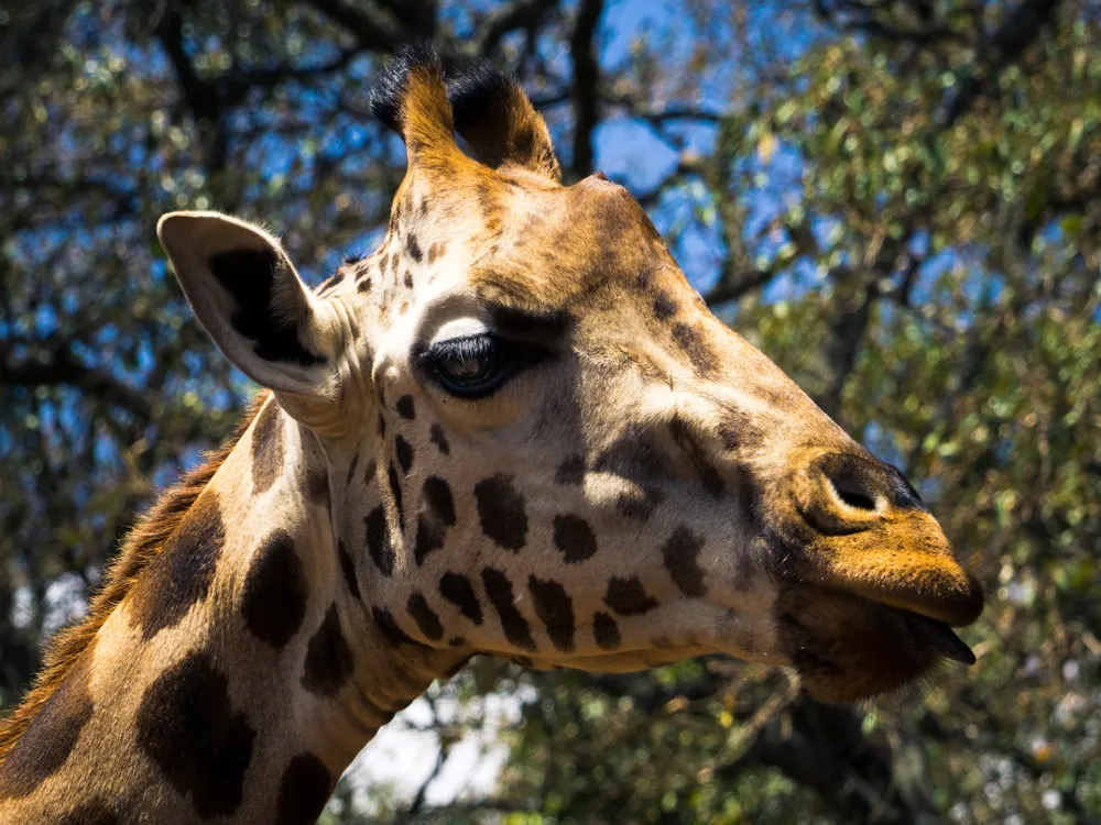 Giraffe Centre