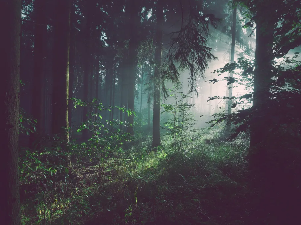 Cedar Forest of Alyko