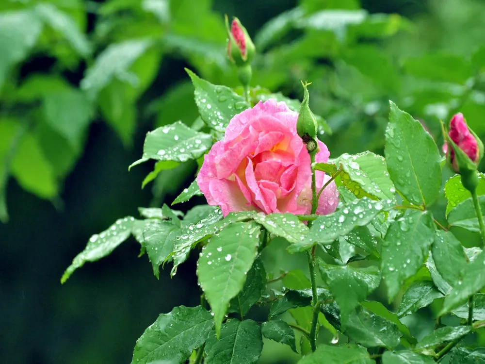 Ooty Rose Garden