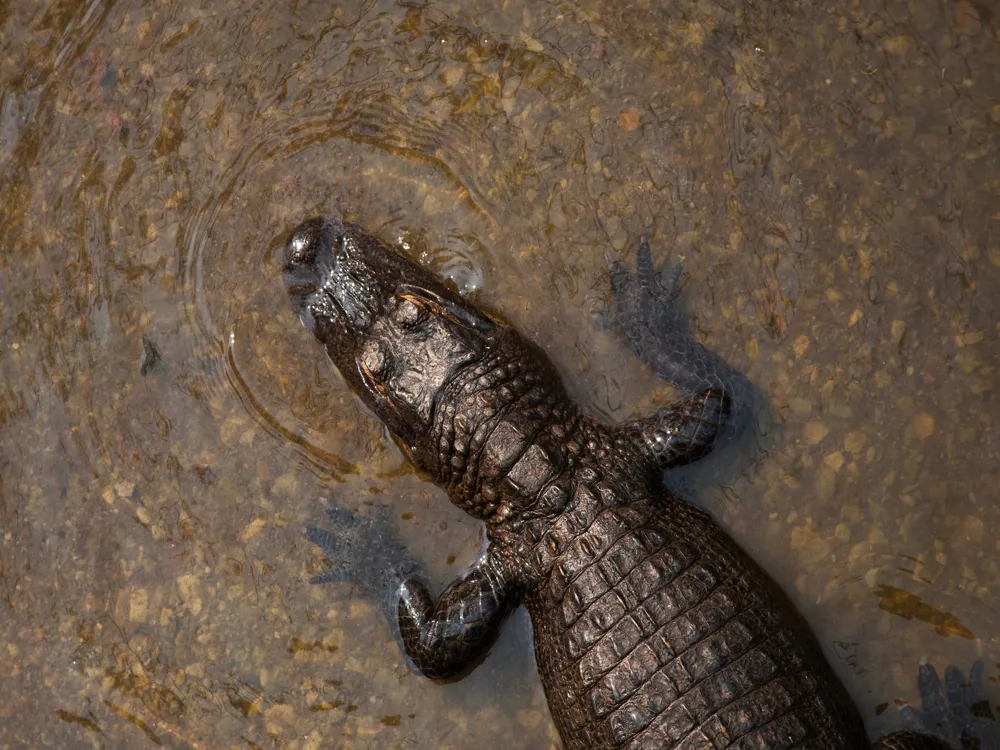 Raneh Falls and the Ken crocodile sanctuary