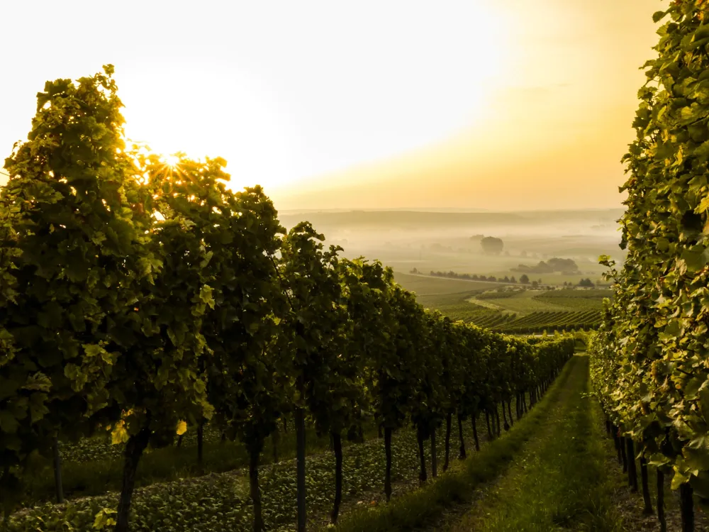 Taman Anggur Perlis (Perlis Vineyard)