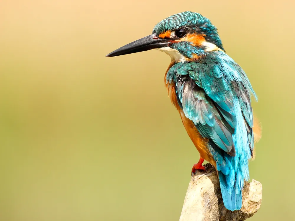 Phuket Bird Paradise