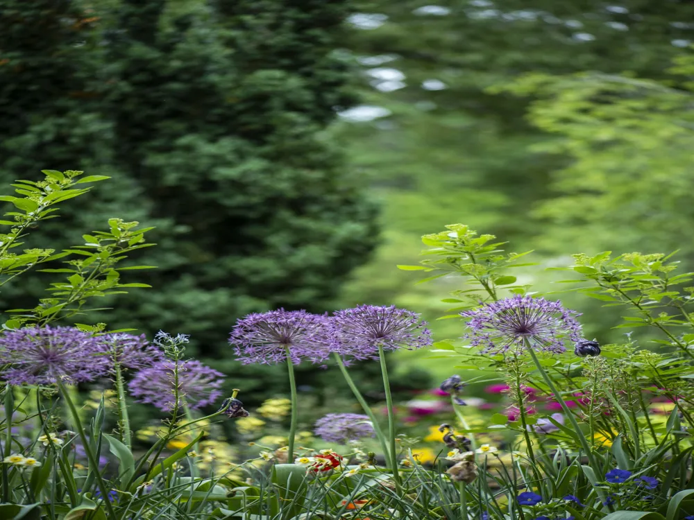 Phuket Botanic Garden