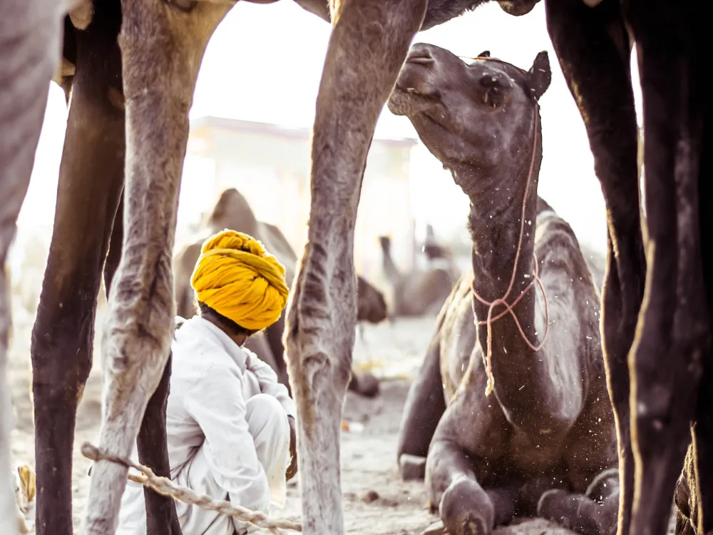 Pushkar Bazar