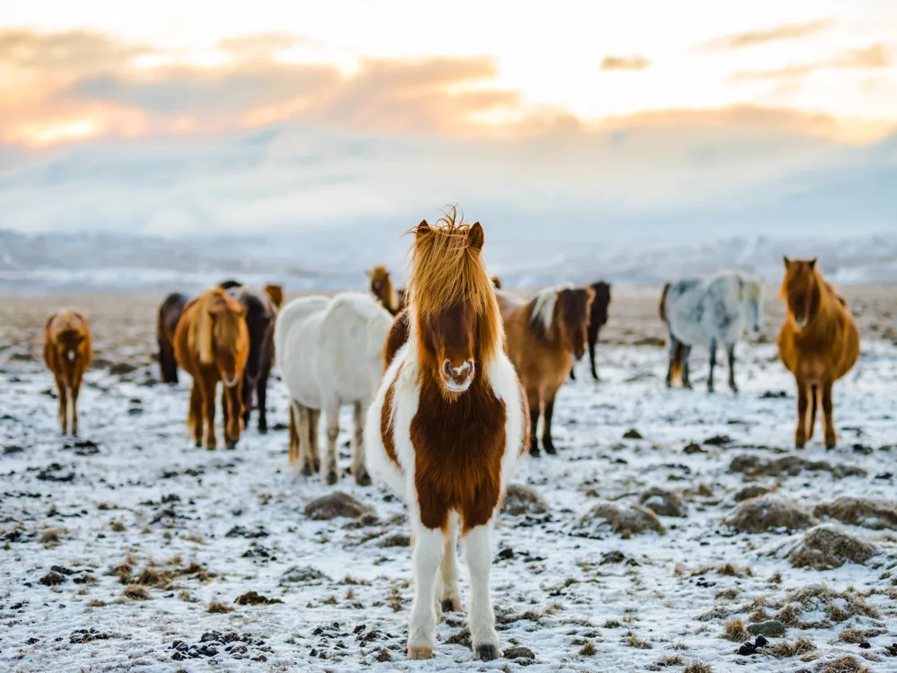 Icelandic Horse Riding