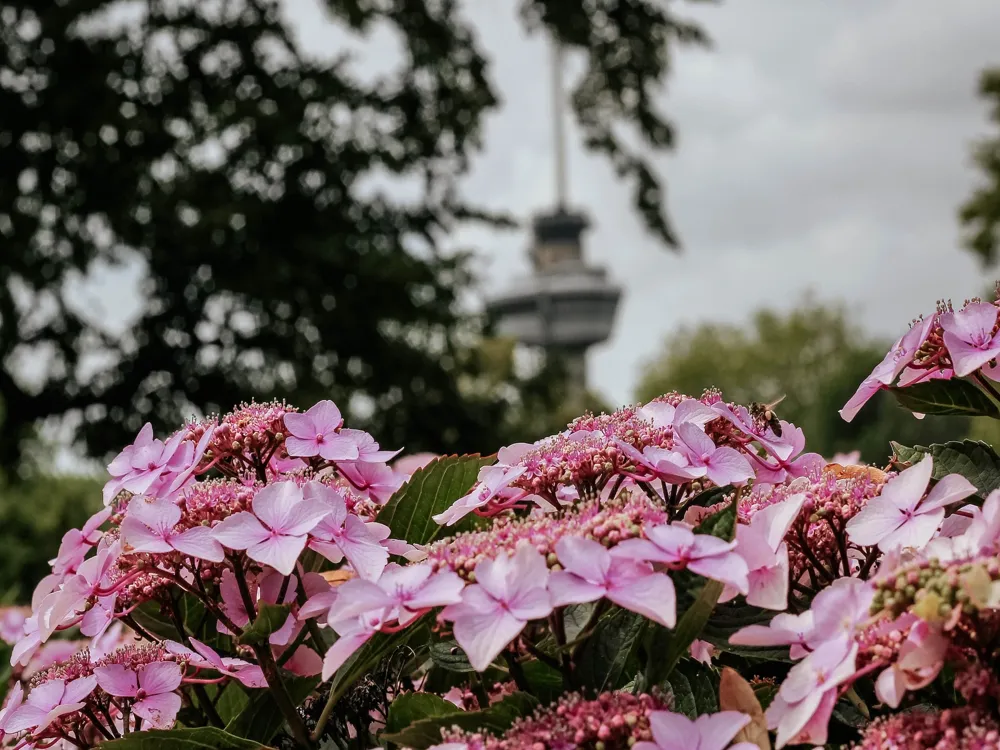 Euromast