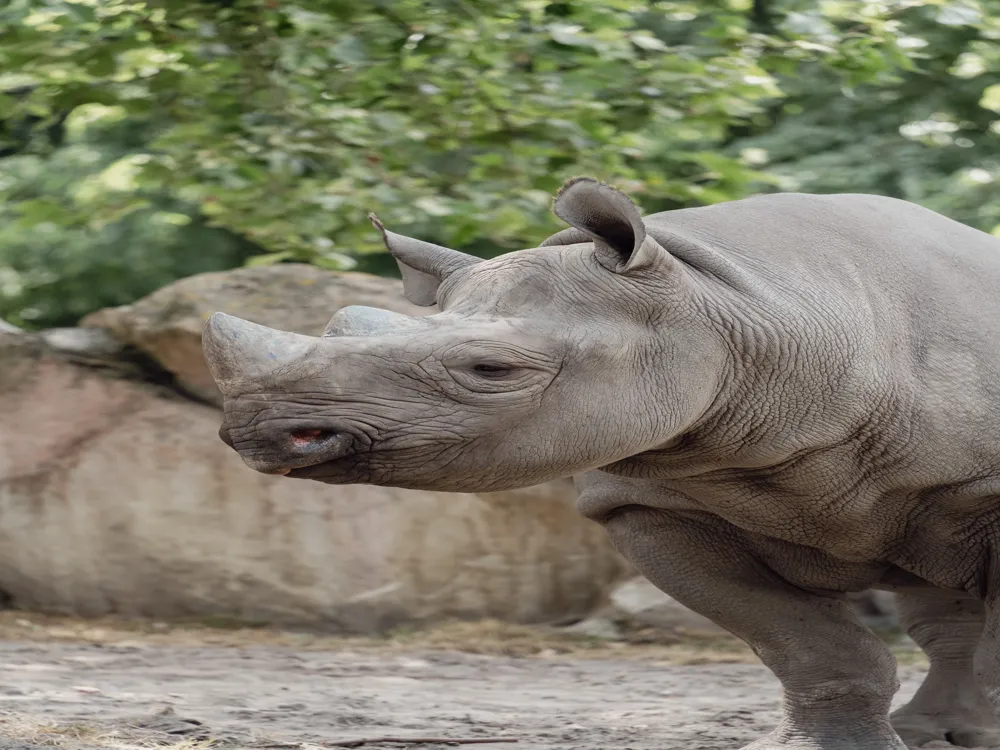 Rotterdam Zoo