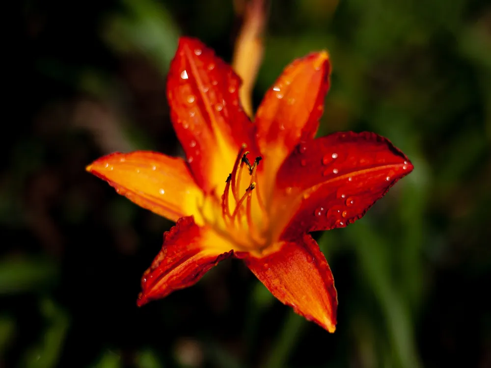 San Diego Botanic Garden