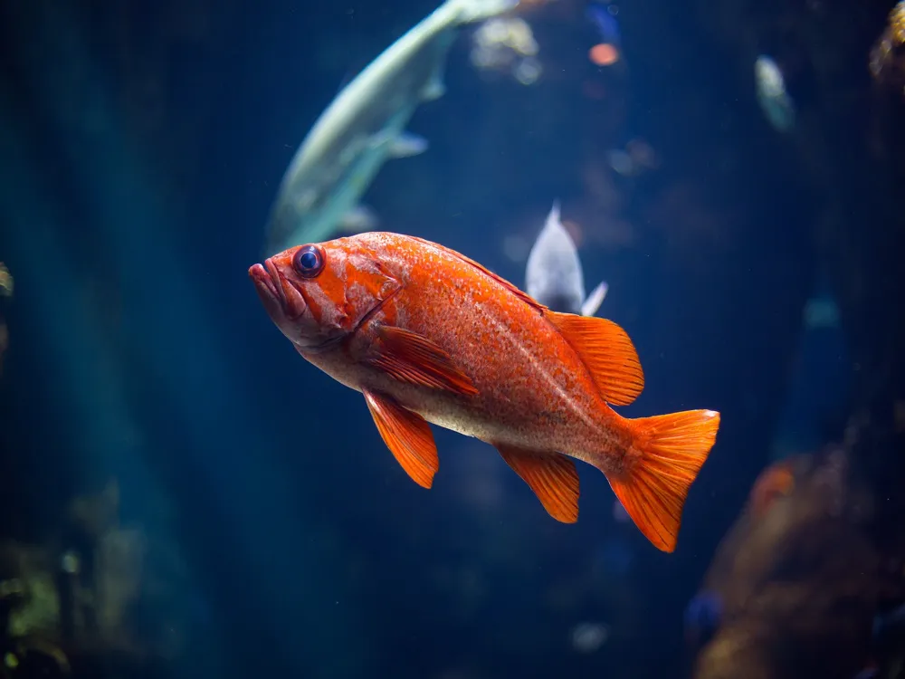 California Academy of Sciences