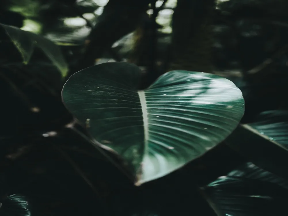 Conservatory of Flowers