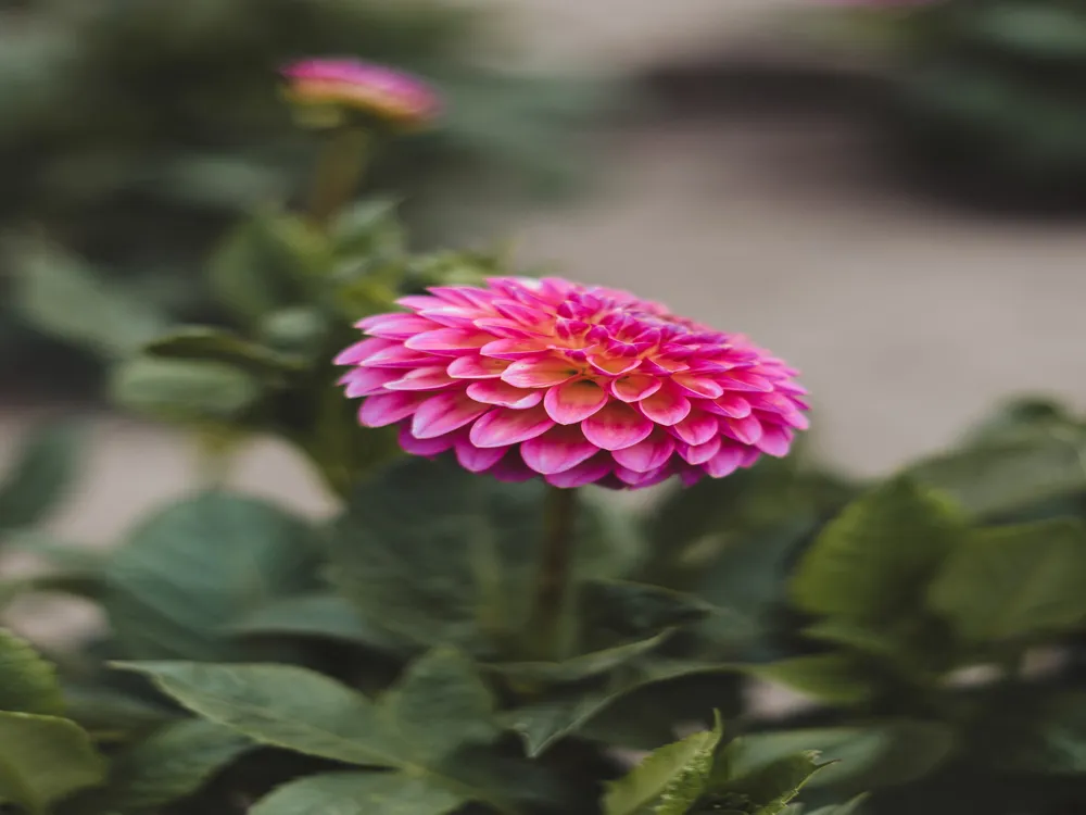 Dahlia Garden