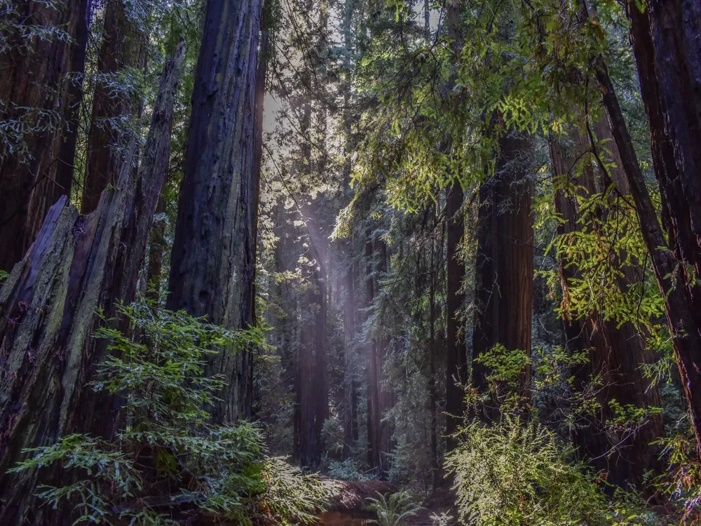 Muir Woods National Monument