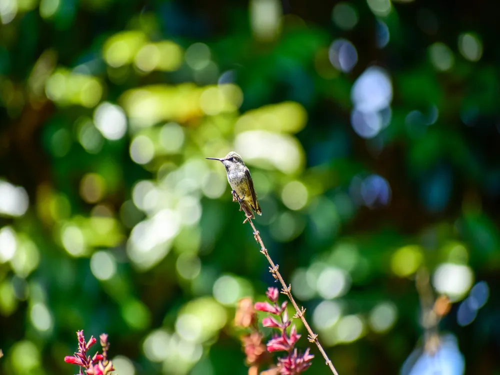 San Francisco Botanical Garden