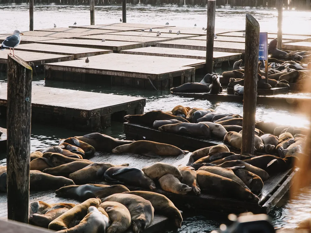 Sea Lions at Pier 39