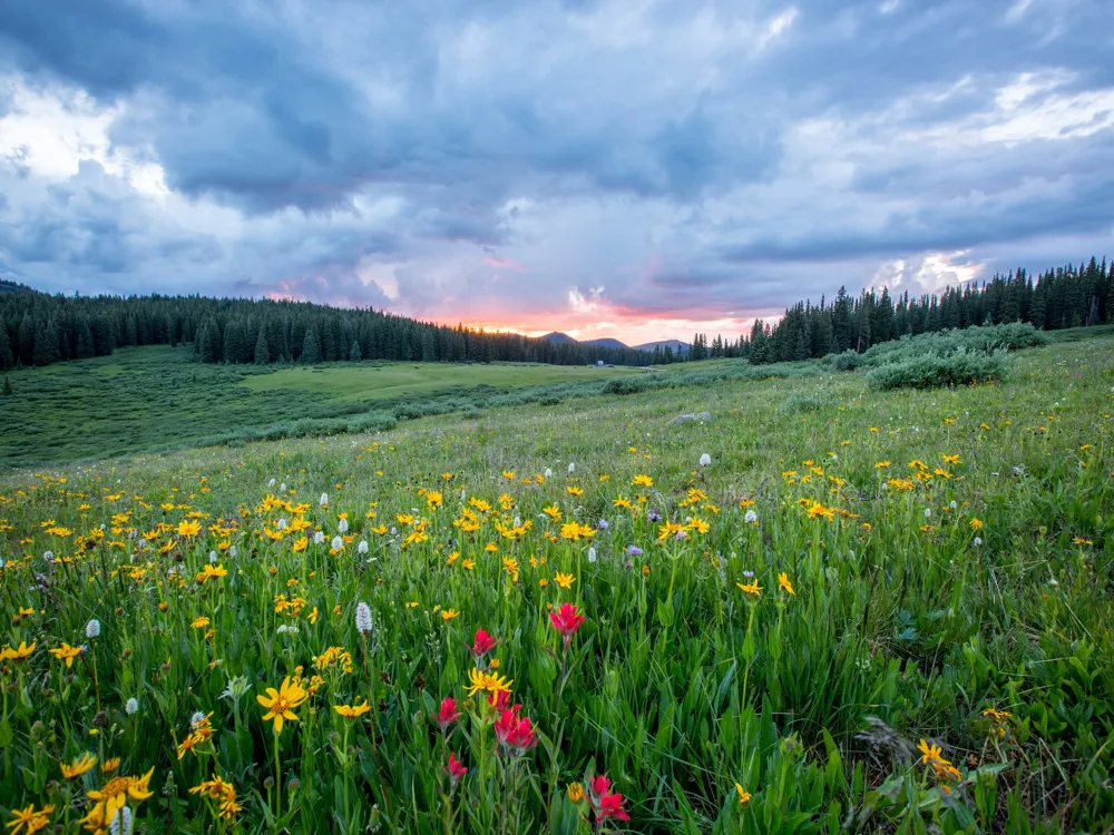 Sangla Meadow