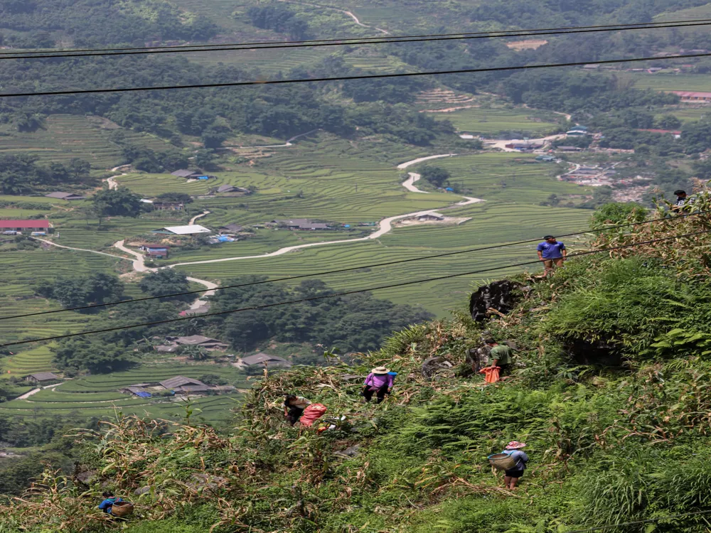 Rice Terraces in Sapa