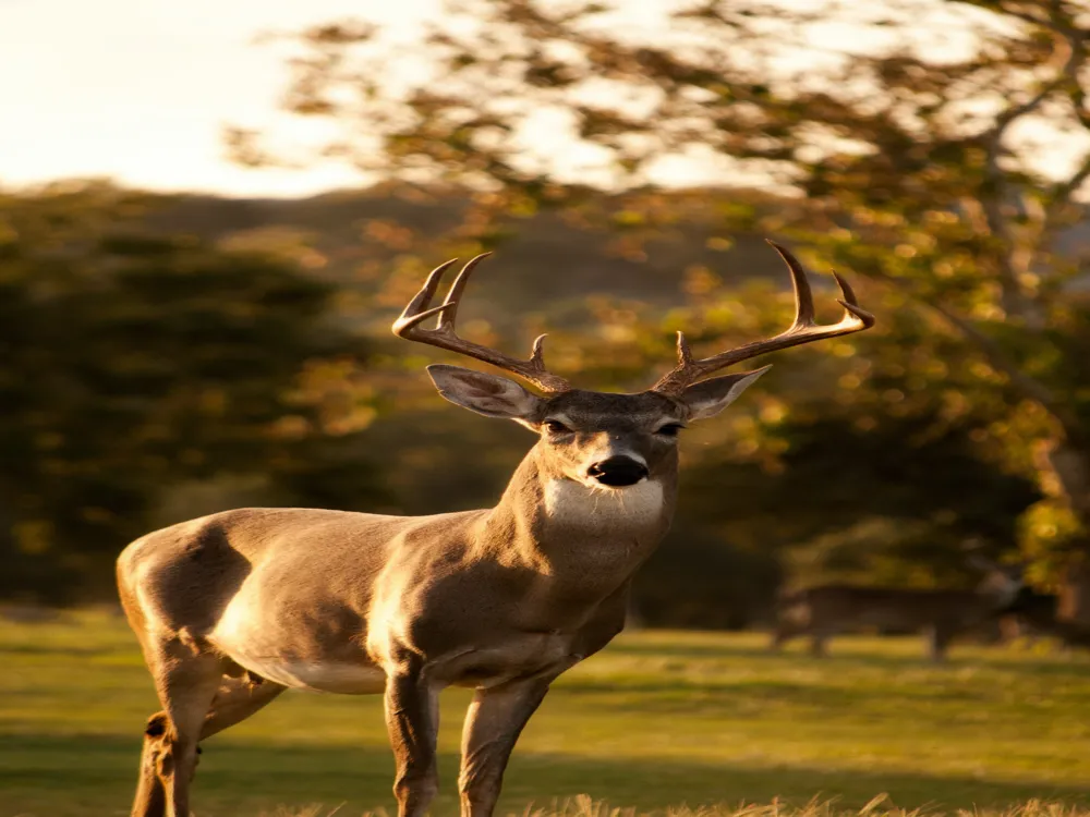 Bhagyanagar Nandanavanam Deer Park