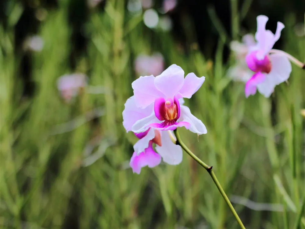 National Orchid Garden