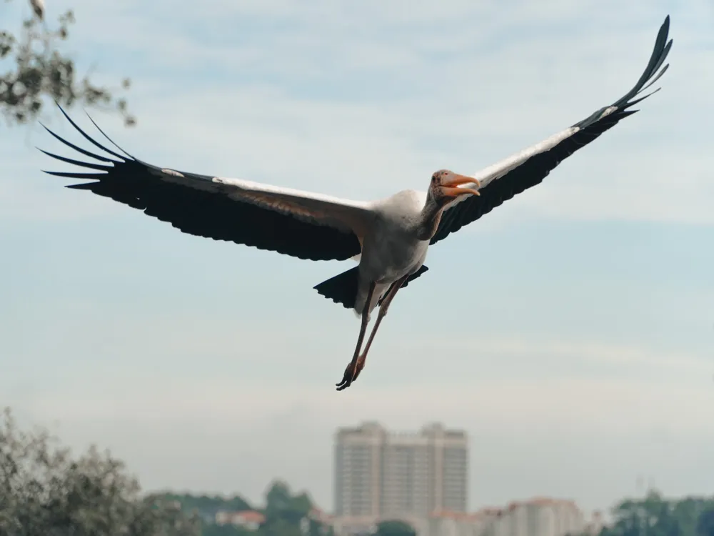 Sungei Buloh Wetland Reserve