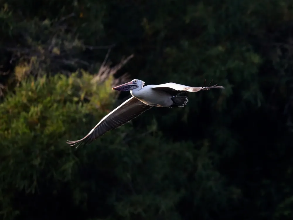 Ranganathittu Bird Sanctuary