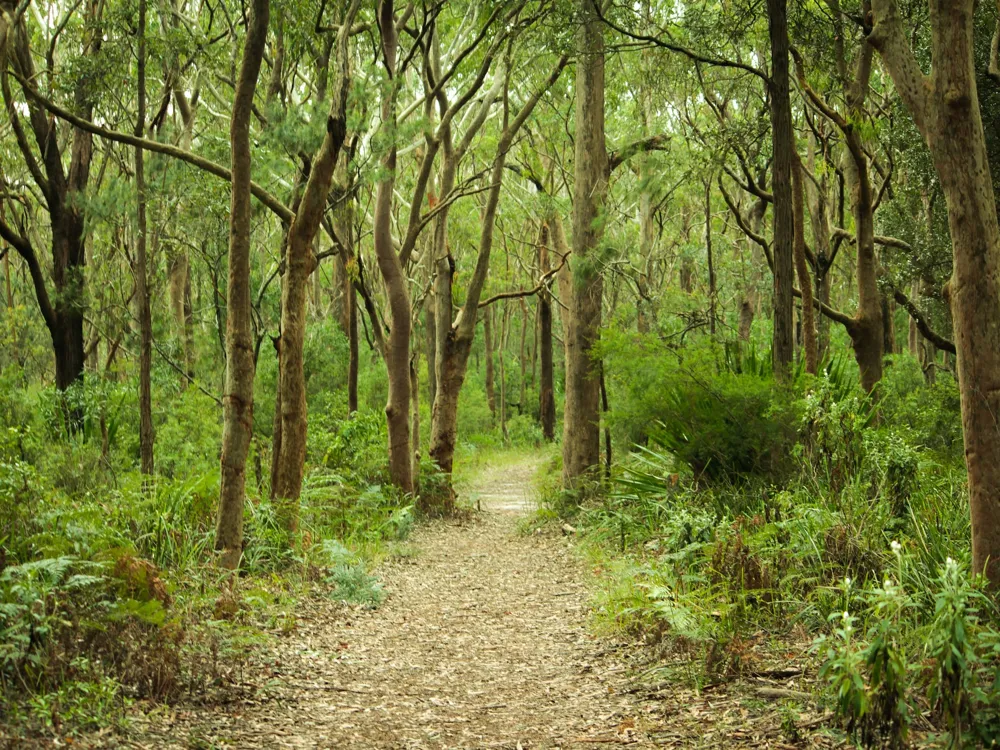 Royal National Park