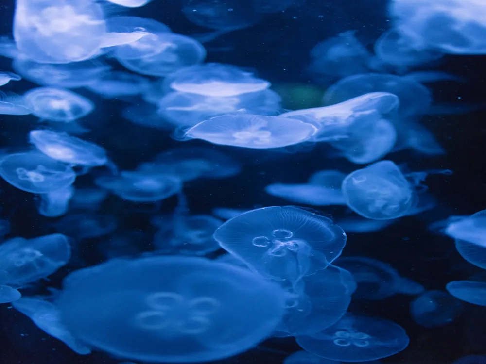 SEA LIFE Sydney Aquarium