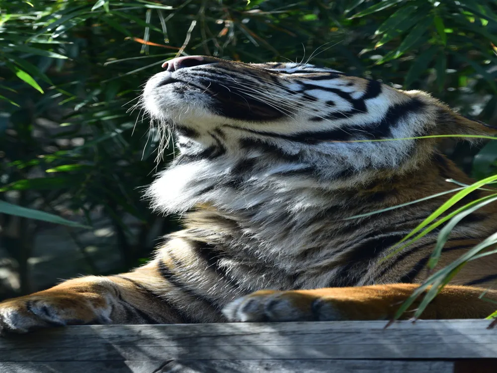 Taronga Zoo