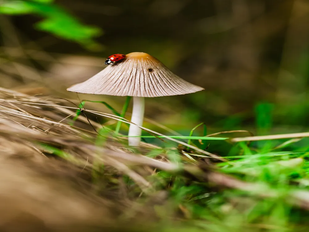 Wonder Farm Mushroom