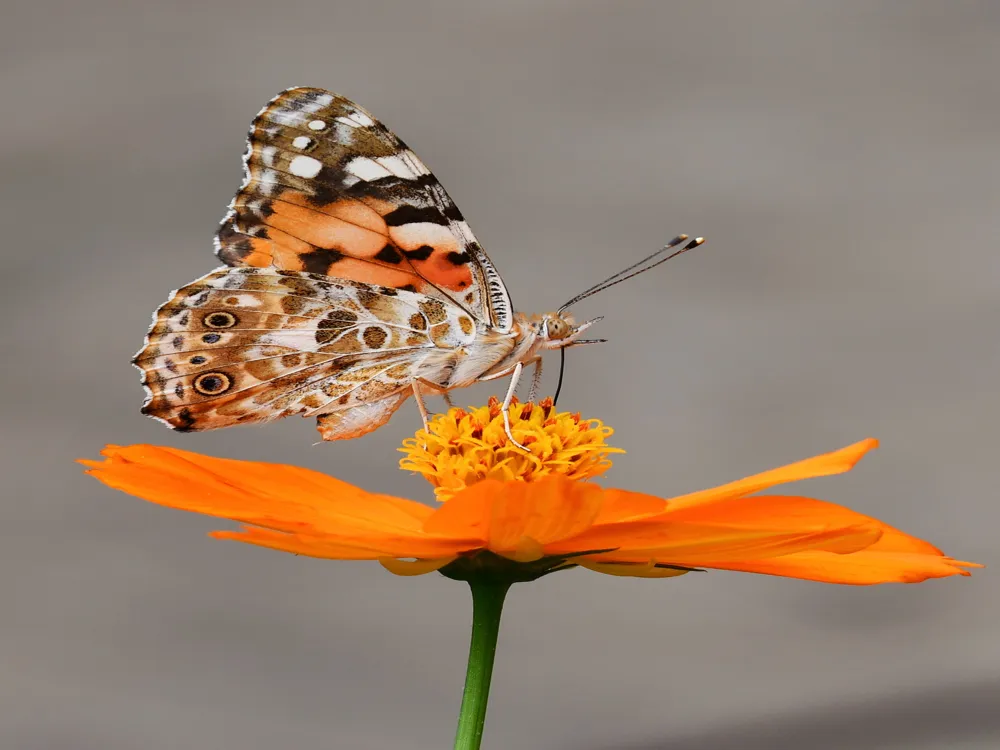 Ovalekar Wadi Butterfly Garden