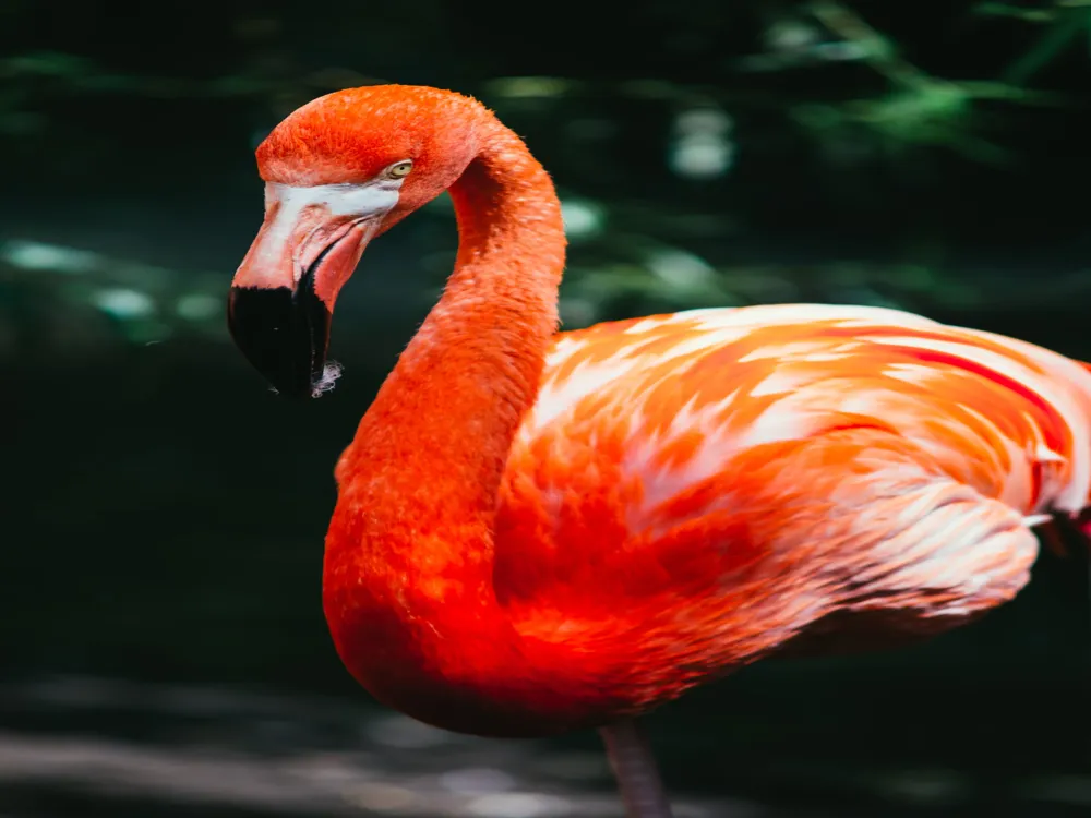 Thane Creek Flamingo Sanctuary