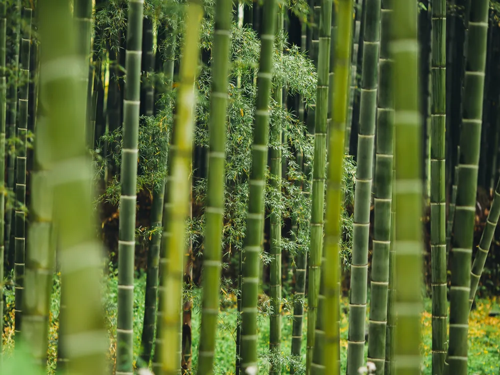 Bamboo Rafting in Thekkady