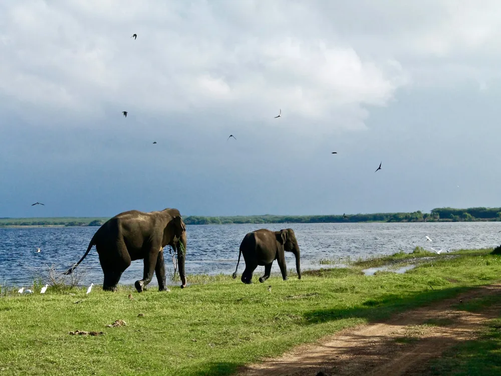 Safaris in Tissamaharama