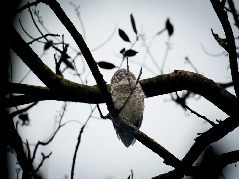 Vedanthangal Bird sanctuary