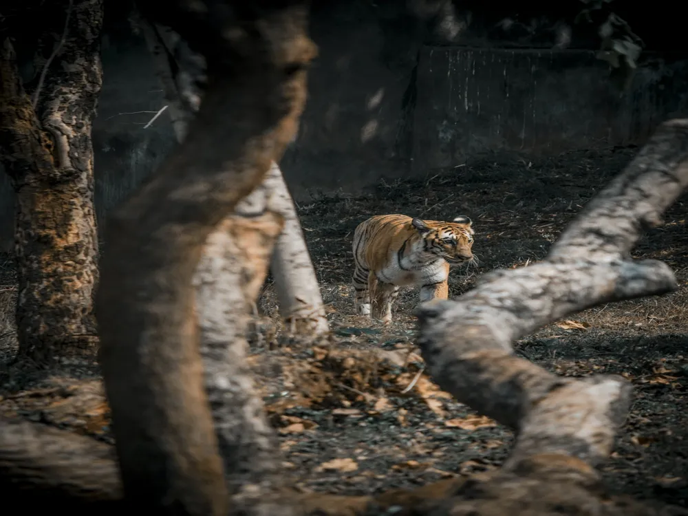 Indira Gandhi Zoological Park