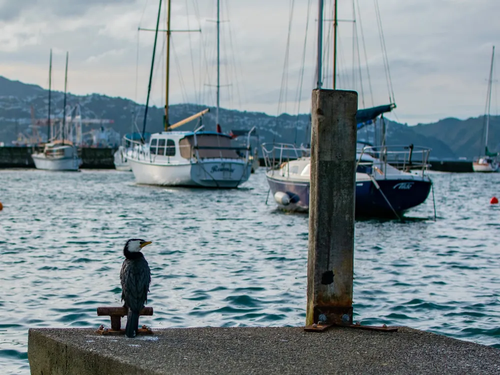 Oriental Bay