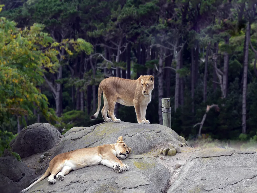 Wellington Zoo