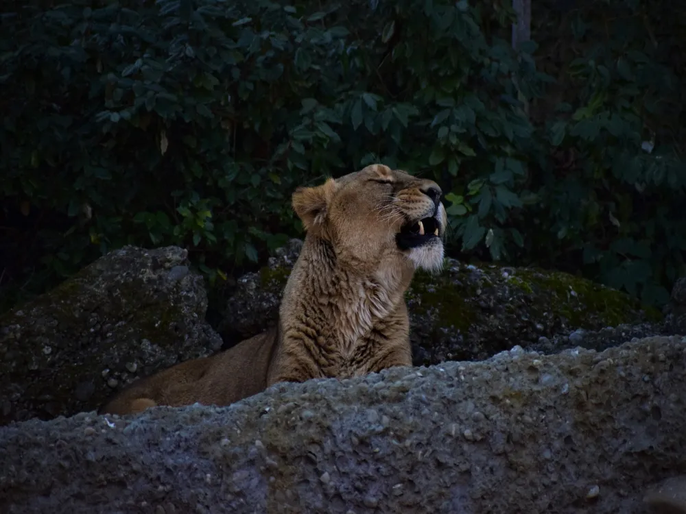 Zurich Zoo