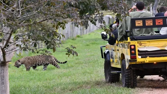 jaguars in pantanal