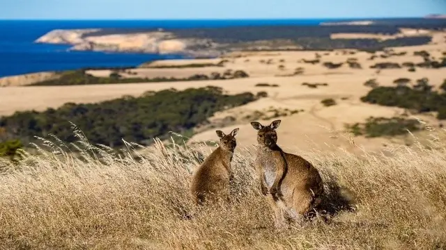 kangaroo island