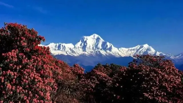 nepal may